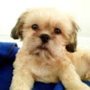 Meet your Posher, Annette